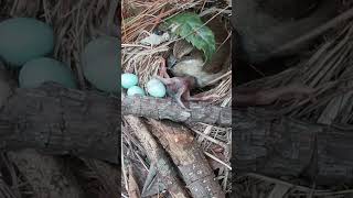 The cuckoo pushed out the third bird egg and I rescued them all back to nest杜鹃鸟把第3颗蓝色鸟蛋推出来了 cuckoo [upl. by Ycram]