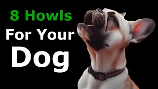 DOG HOWLING to Make Your Dog Howl  8 DOGS HOWLING and Barking Sound Effect [upl. by Akinorev261]