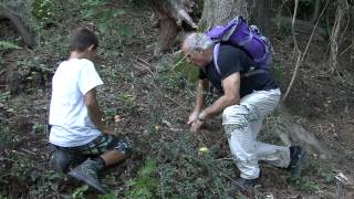 funghi amanita caesarea Ticino [upl. by Arbmat56]