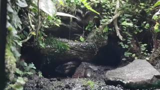 Zimmerbrunnen im Terrarium mit Dendrobates leucomelas British Guyana [upl. by Lj]