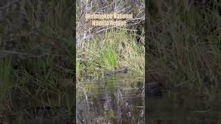 Alligator at Okefenokee National Wildlife Refuge  Folkston Georgia  Boat Tour [upl. by Tnerb]