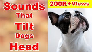 Sounds that makes dogs tilt their heads  sounds that dogs love [upl. by Perrie]