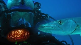 Diving With Vicious Barracuda  BARRACUDA  River Monsters [upl. by Tab]