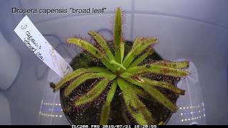 Drosera capensis quotbroad leafquot Zeitraffer time lapse fish food [upl. by Jacquette]