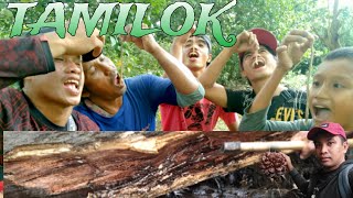 Tamilok Shipworm sa Malalaking Kahoy Sobrang Yummy at Malalaki [upl. by Annovy]