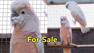 Moluccan Cockatoo Price in Pakistan  Cockatoo for sale in karachi [upl. by Center]