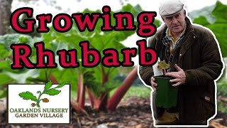 How to Grow  Rhubarb [upl. by Hennebery874]