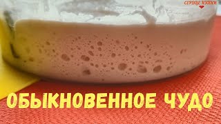 ВСЕ О ЗАКВАСКЕ ЗА 3 МИНУТЫ НАСТОЯЩЕЕ ТАИНСТВО В СВОЕЙ ПРОСТОТЕ ОБЯЗАТЕЛЬНО К ПРОСМОТРУ ЧИТАТЬ [upl. by Adiv]