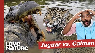 Can a Jaguar Kill a Large Caiman Crocodile [upl. by Aitekram868]