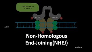 Non homologous end joining DNA repair [upl. by Bilow184]