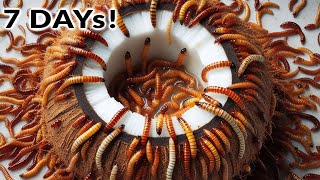 10000 Mealworms vs Coconut 7 days timelapse video in 0137 min [upl. by Hieronymus]