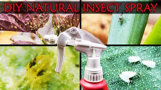 DIY Natural and Safe Insecticide Spray [upl. by Dyna383]