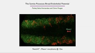 The Molecular Cues That Regulate Hematopoietic Stem Cell Specification Four Roles of the Somite [upl. by Edobalo111]