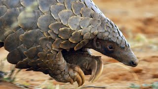 Pangolins and Aardvarks Search for Termites  4K UHD  Seven Worlds One Planet  BBC Earth [upl. by Melburn]