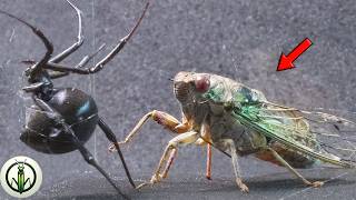 COLOSSAL Encounter BLACK WIDOW and GIANT Cicada UNEXPECTED FINALE [upl. by Othe]