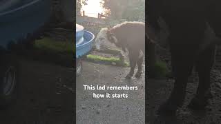 He knows where the good stuff goes cute farming animals funny funnyvideo bull viralshorts [upl. by Ger]