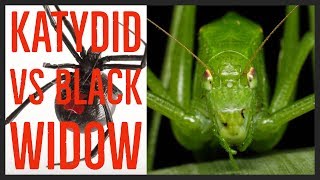 Katydid vs Black Widow [upl. by Atterahs]