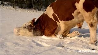 Lebensfreude pur Pferde Esel und Rinder spielen zusammen im Schnee [upl. by Ahsieit997]