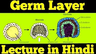 Gastrulation  Germ Layers Ectoderm Mesoderm amp Endoderm  For NEET [upl. by Ahsiened]