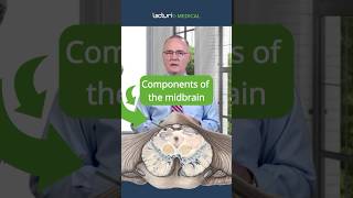 How Does the Midbrain Control Movement and Vision 🧠🔍 [upl. by Browning]