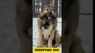 Shocking the most terrifying dog breed shorts viralshorts dog [upl. by Kirchner]