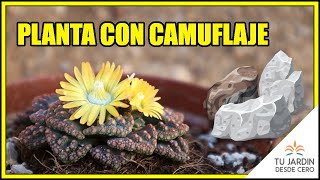 🔶 Titanopsis calcarea 🔶 Cuidados  Reproducción  Características 🌱 [upl. by Pacheco421]