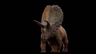 Torosaurus Reveal  INSTINCTION [upl. by Brant]