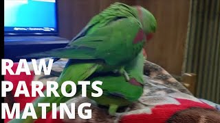 Mashallah my Raw parrot pair start mating [upl. by Boeke]