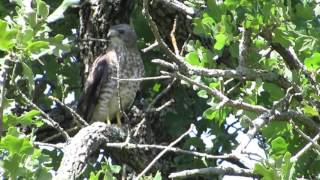 July 2017 Broadwinged Hawk calling [upl. by Annaid]