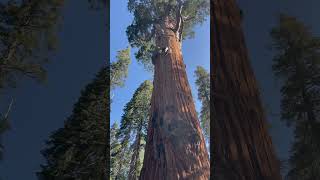 Chief Sequoyah at Sequoia National Park [upl. by Sihon]