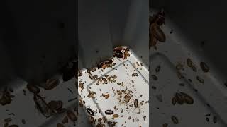 Dubia breeding tote PSA psa notice dubia recommendations invertebrates roaches feeders fyp [upl. by Lanevuj]