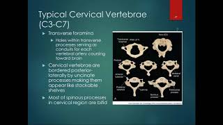 Chapter 8 Lecture Part 2 Osteology of Vertebrae [upl. by Spear]