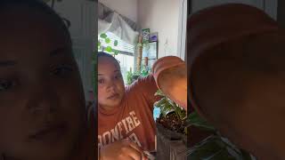 Propagating Pothos plants using the water method [upl. by Tallbot]