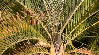 PALMERA TRIANGULAR Dypsis decaryi wwwriomoroscom [upl. by Aihtebat]