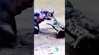 Hippo Vs Crocodile Big Fight [upl. by Mia]