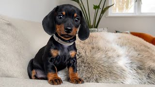 The calmest dachshund puppy of all [upl. by Boles]