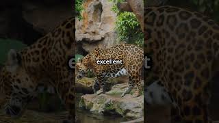 Jungle Royalty Unveiling the Jaguar A WildWisdomTV Short [upl. by Federico607]