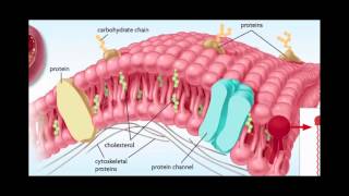 Cell Membranes Ligands Receptors and Phospholipids [upl. by Enirehtak]