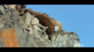 Walruses Falling From Cliff [upl. by Nathanial465]