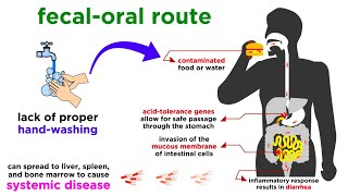 Typhoid Fever Salmonella typhi [upl. by Aleemaj]