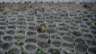 Jatropha Pakistan bio diesel buy saplings Salim Mastan EES [upl. by Bigler349]