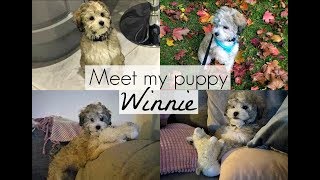 Meet my puppy  Winnie The shih poo  Annie Bean [upl. by Brigida732]