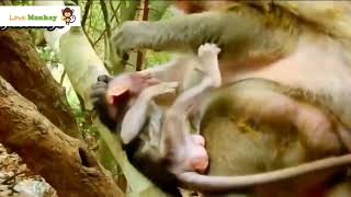 Baby Monkey Get Whooping From Grandma [upl. by Garrott397]