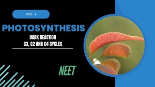 photosynthesis in higher plants part4 Dark reaction and factors affecting photosynthesis [upl. by Giliana]