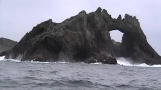 Shark Attack Predation at Farallones great white shakes sea lion [upl. by Celik]