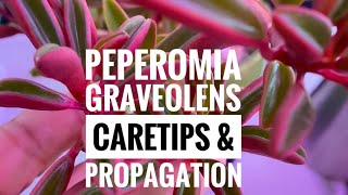 Plant Vlog 019  PEPEROMIA GRAVEOLENS  Peperomia Ruby Glow  General Care amp Propagation [upl. by Namien747]