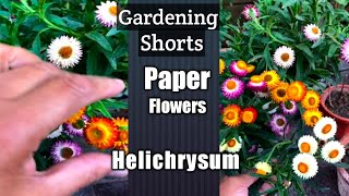 Helichrysum is it a Paper Flower  Helichrysum  Paper Flowers  Shorts [upl. by Seugirdor838]