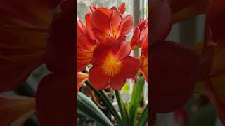 Floraison de Clivia flowering цветение Кливии цвітіння Клівії [upl. by Germana]