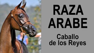 Raza Caballo Arabe Descripción de la raza Arabe [upl. by Jolanta488]