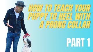 How To Teach Heel With A Prong  Part 1 [upl. by Ataliah]